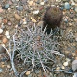 Ferocactus fordii BC, Mexico ©JL.jpg